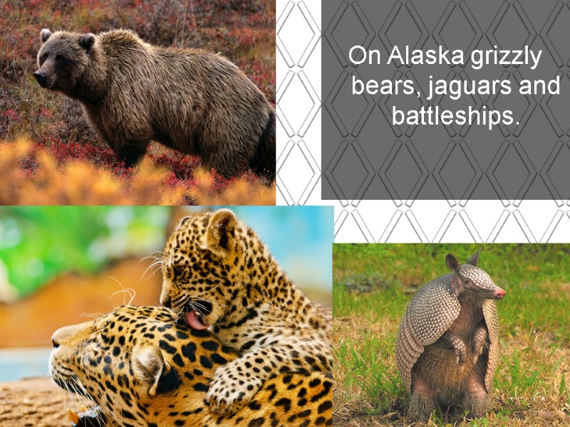 On Alaska grizzly bears, jaguars and battleships.